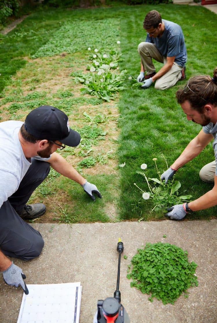 Weed Warfare: A Strategic Guide to Identification, Prevention, and Targeted Elimination