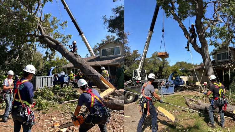 When and Why to Consider Professional Tree Removal: A Safety and Property Guide