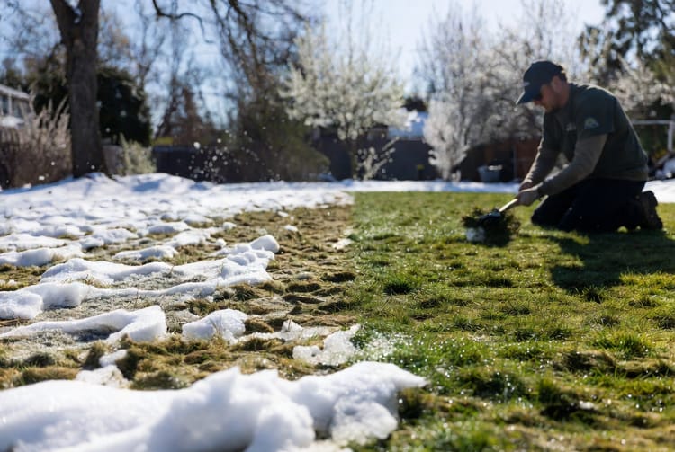 The Snow Mold: Spring Fungus After Winter Snow Cover