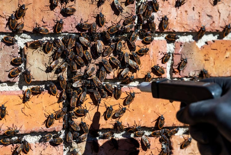 The Boxelder Bug Aggregation: Managing Fall Invaders on South-Facing Walls