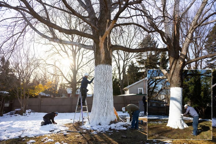 The Tree Sun Scald: Winter Damage on Thin-Barked Trees