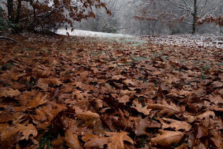 The Late Fall Cleanup: Why Raking Leaves Matters for Lawn Health