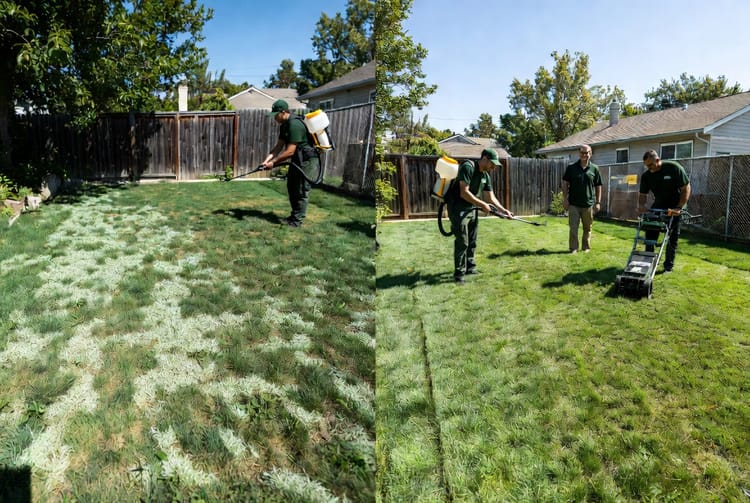 The Bentgrass Control: Eliminating This Weedy Grass in Home Lawns