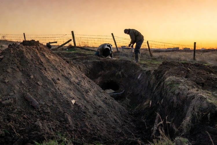 The Badger Burrow: Managing Large Digging Mammals on Rural Properties