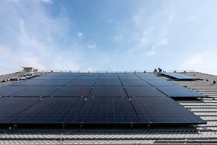 The Solar Panel Pigeon Problem: Nesting Damage and Proofing Solutions