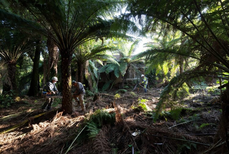 The Tree Fern Removal: Managing Invasive Fern Species