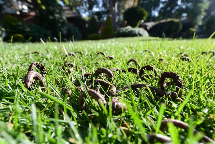 The Dew Worm Castings: Tiny Soil Mounds That Annoy Homeowners