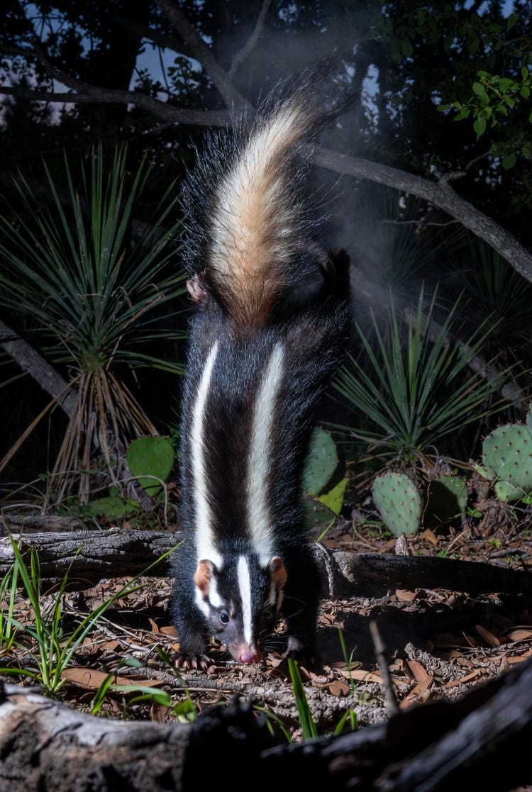 The Spotted Skunk: Handstand Warning Before Spraying
