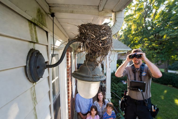 The Robin Nesting: Managing Bird Nests in Unsafe Locations