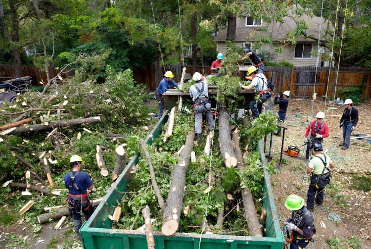The Tree Service Dumpster: Handling Large Quantities of Branches and Wood