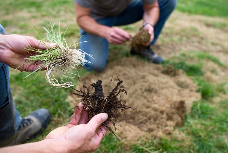 The Lawn Summer Patch: Circular Dead Areas in Hot Weather