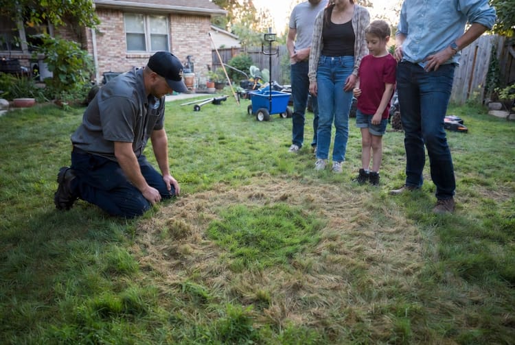 The Lawn Necrotic Ring Spot: Circular Patches of Dead Grass