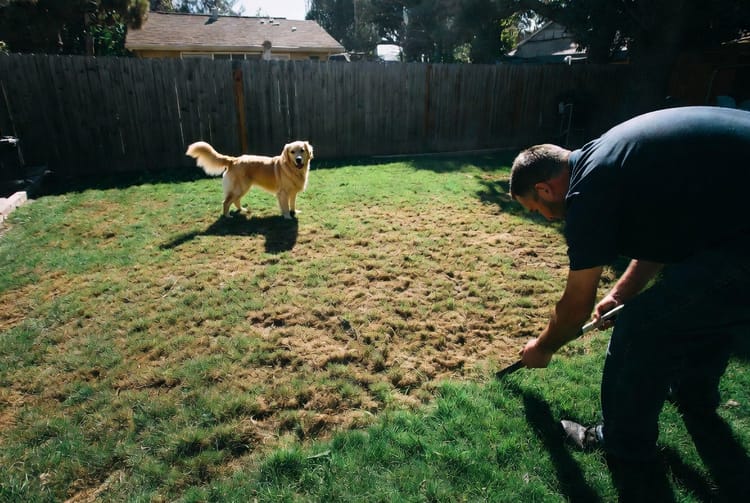 The Lawn Dog Spot Repair: Fixing Urine-Damaged Areas