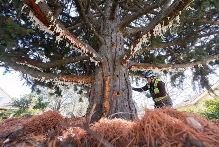 The Tree Bark Beetle Infestation: Signs, Treatment, and Removal