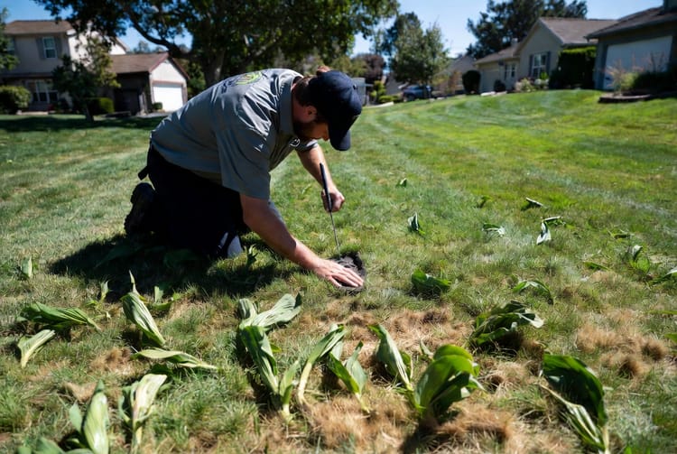 The Lawn Heat Stress: Signs and Recovery