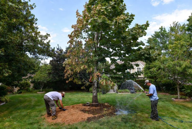 The Tree Transplant Shock: Managing Stress After Moving Trees