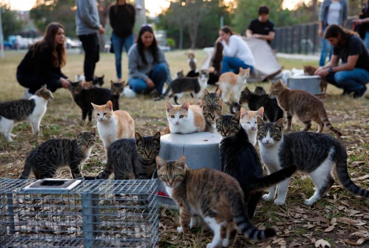 The Feral Cat Colony: Managing Outdoor Cat Populations