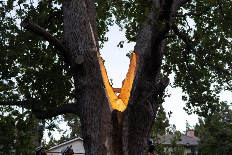 The Tree Bark Inclusion: When Branches Grow Into the Trunk
