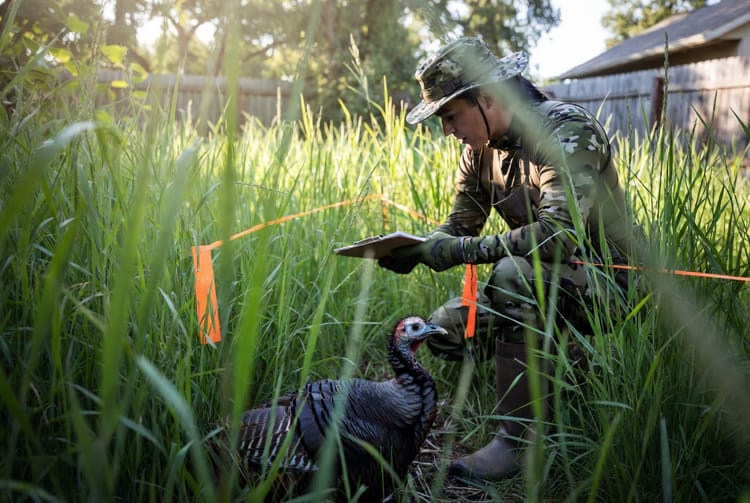 The Wild Turkey Hen: Nesting and Protection on Your Property