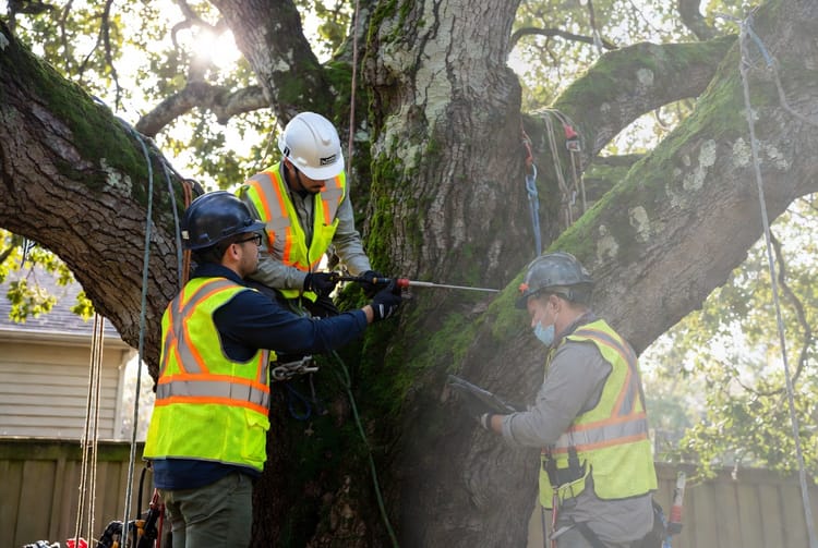 The Tree Lichen and Moss: Harmless or Harmful