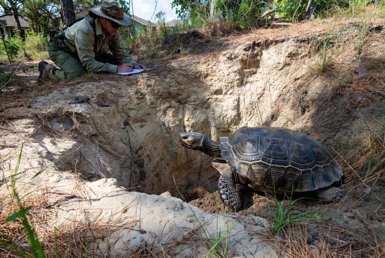 The Gopher Tortoise: Protecting a Threatened Species on Your Property
