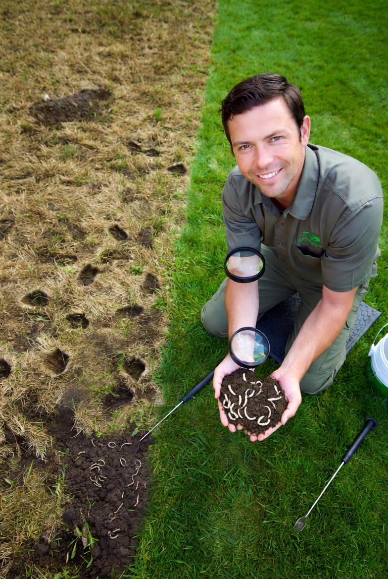 The Grub Identification Guide: Recognizing the Enemy Beneath Your Turf Before the Damage Appears
