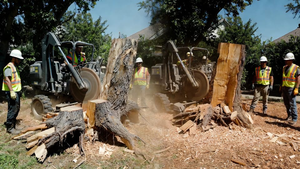 The Stump's Story: Why Professional Grinding is an Investment in Future Landscaping and Safety