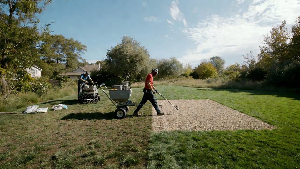 The Overseeding Strategy: Thickening Thin Lawns with the Right Seed at the Right Time