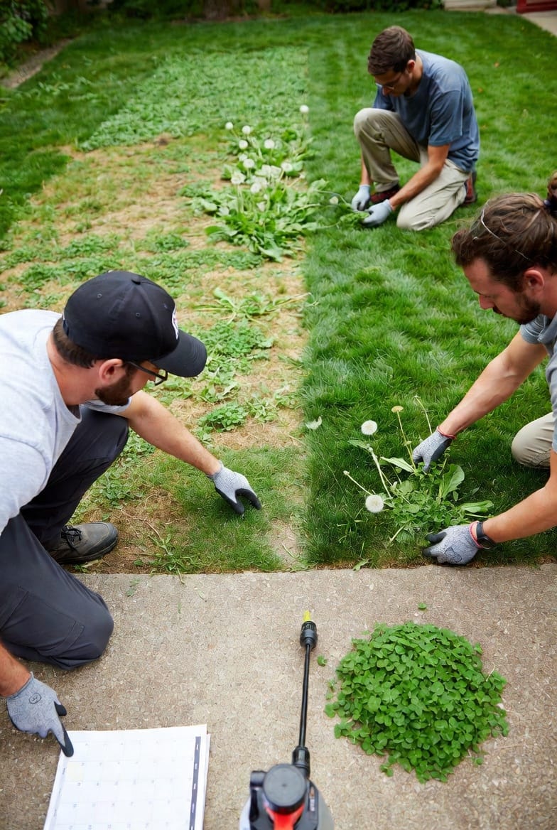 Weed Warfare: A Strategic Guide to Identification, Prevention, and Targeted Elimination