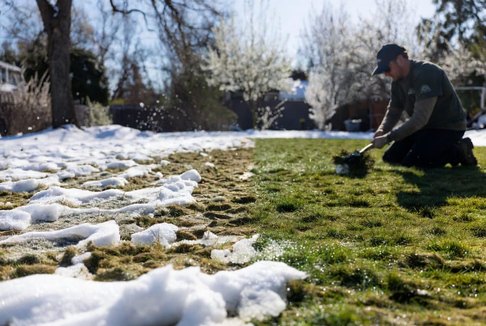 The Snow Mold: Spring Fungus After Winter Snow Cover
