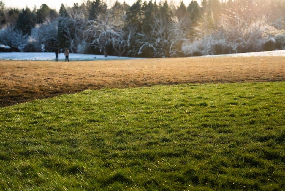 The Annual Ryegrass Overseeding: Winter Green for Warm-Season Lawns