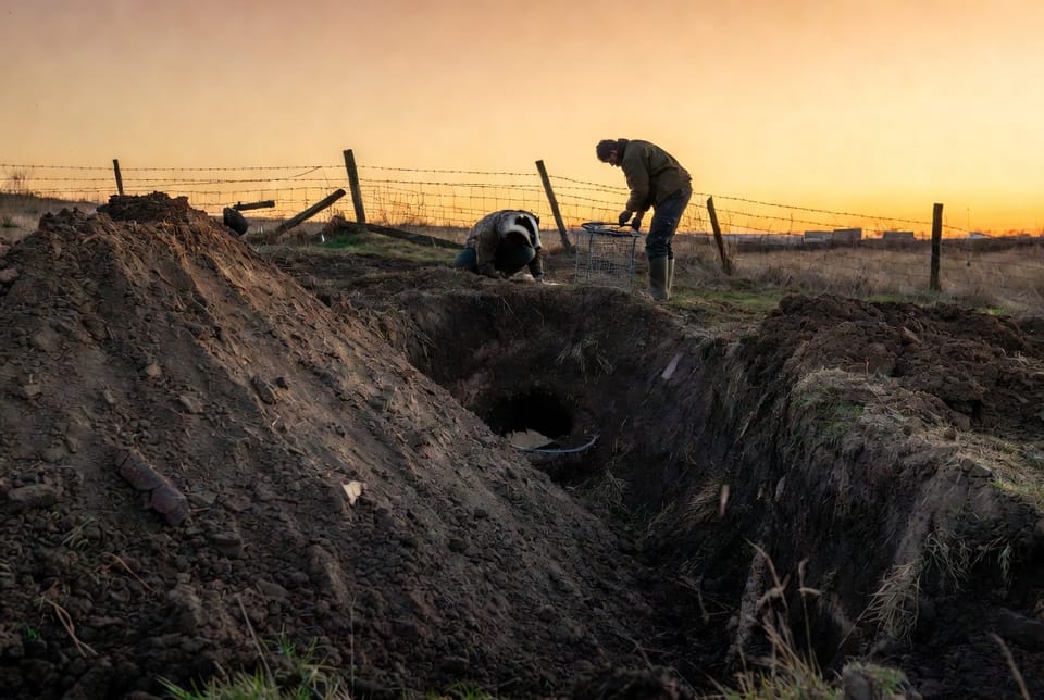 The Badger Burrow: Managing Large Digging Mammals on Rural Properties