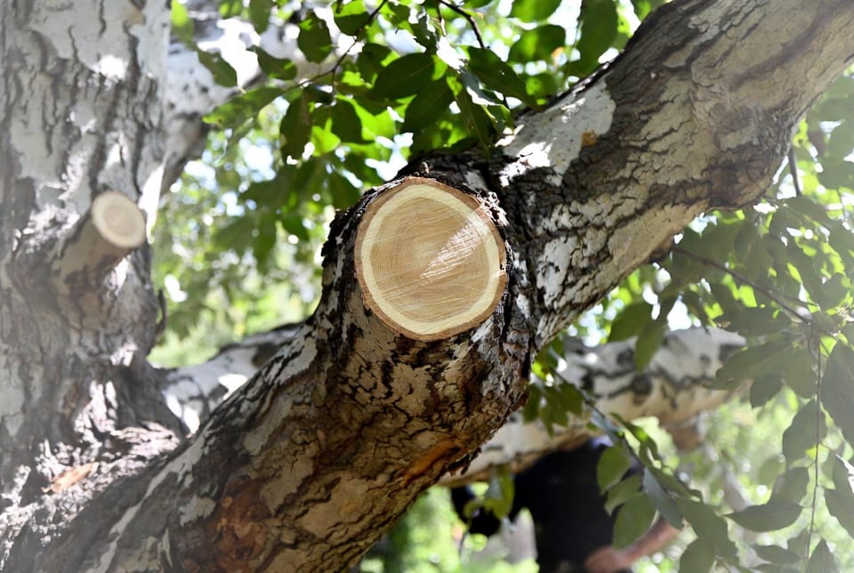 The Tree Pruning Sealant: Wound Dressing Do's and Don'ts