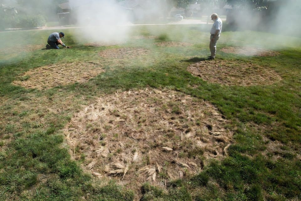 The Lawn Summer Patch: Circular Dead Areas in Hot Weather