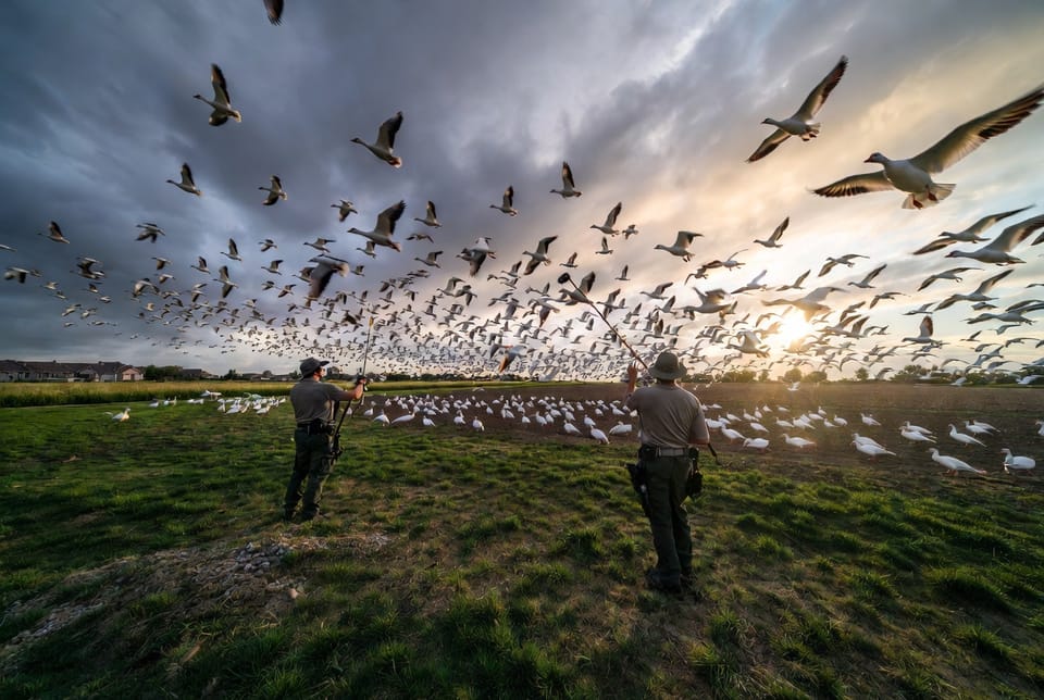 The Snow Goose Management: Large Flocks Damaging Lawns and Crops