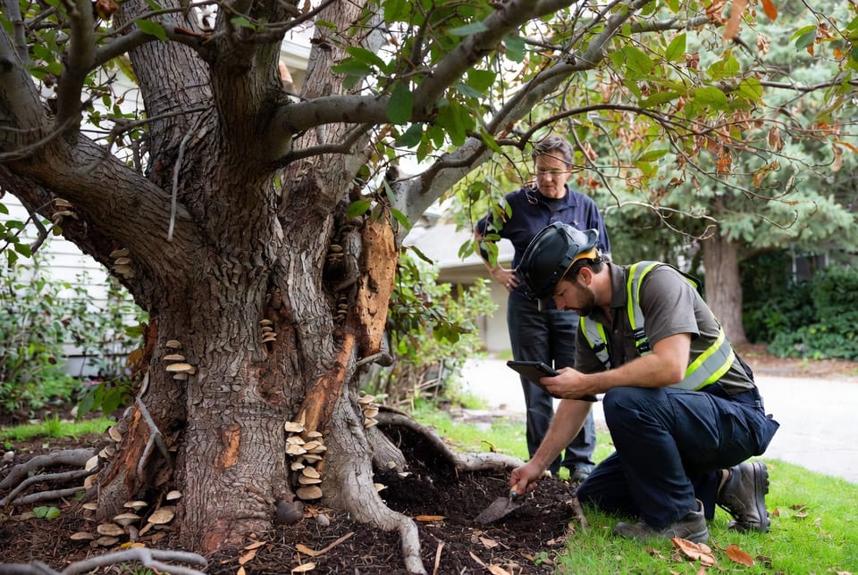 The Tree Root Rot Treatment: Managing Underground Decay