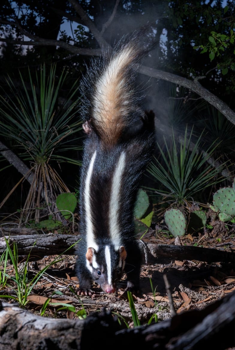 The Spotted Skunk: Handstand Warning Before Spraying