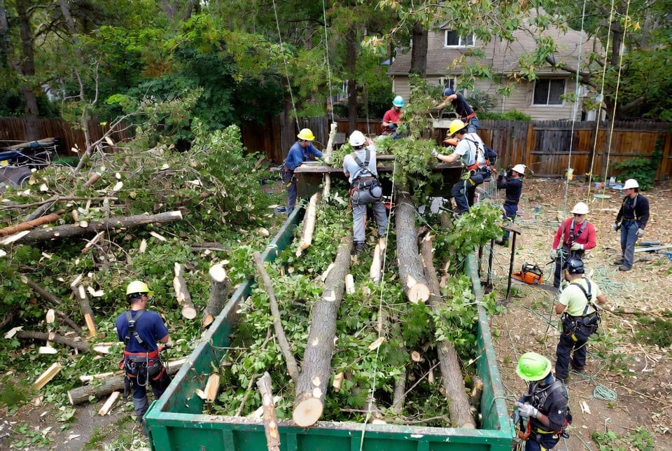 The Tree Service Dumpster: Handling Large Quantities of Branches and Wood