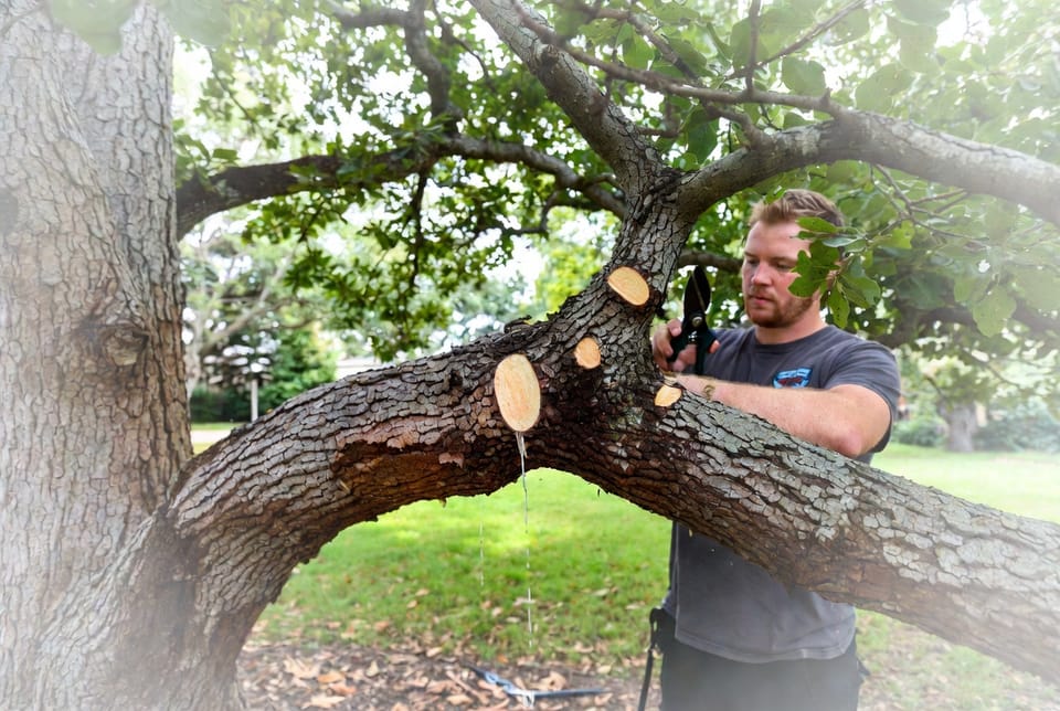 The Tree Branch Collar: Proper Pruning Cut Location for Healing