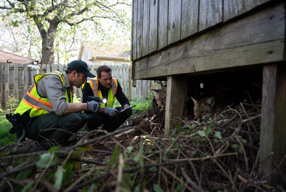 The Coyote Den Discovery: Finding and Managing Pups Without Harm