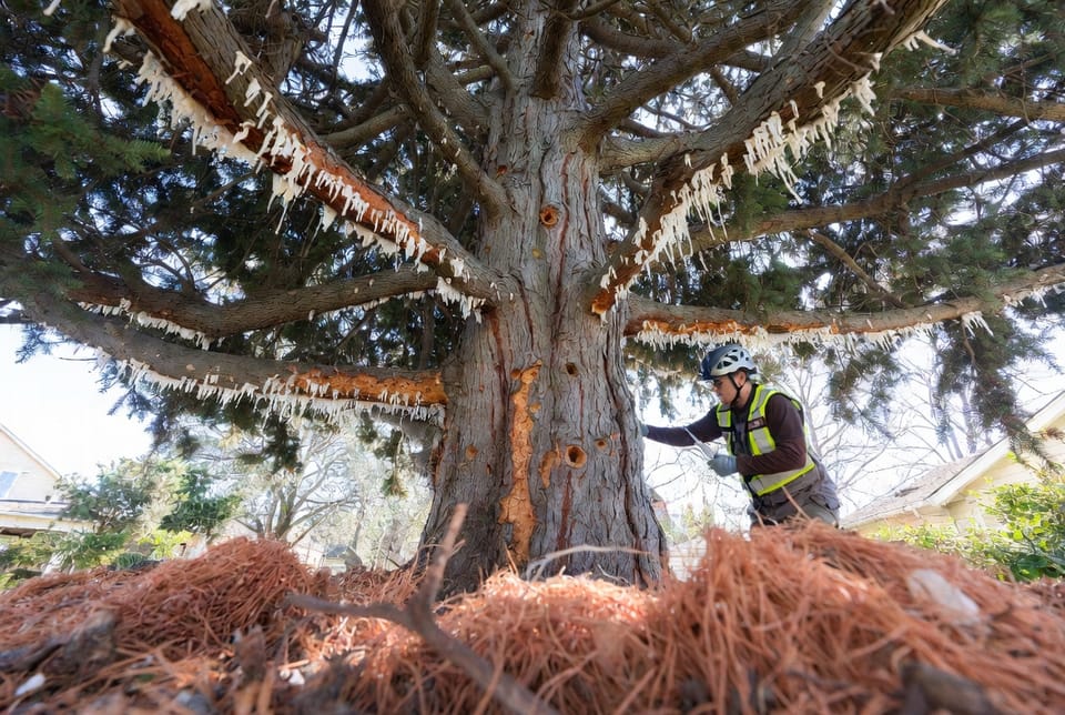The Tree Bark Beetle Infestation: Signs, Treatment, and Removal