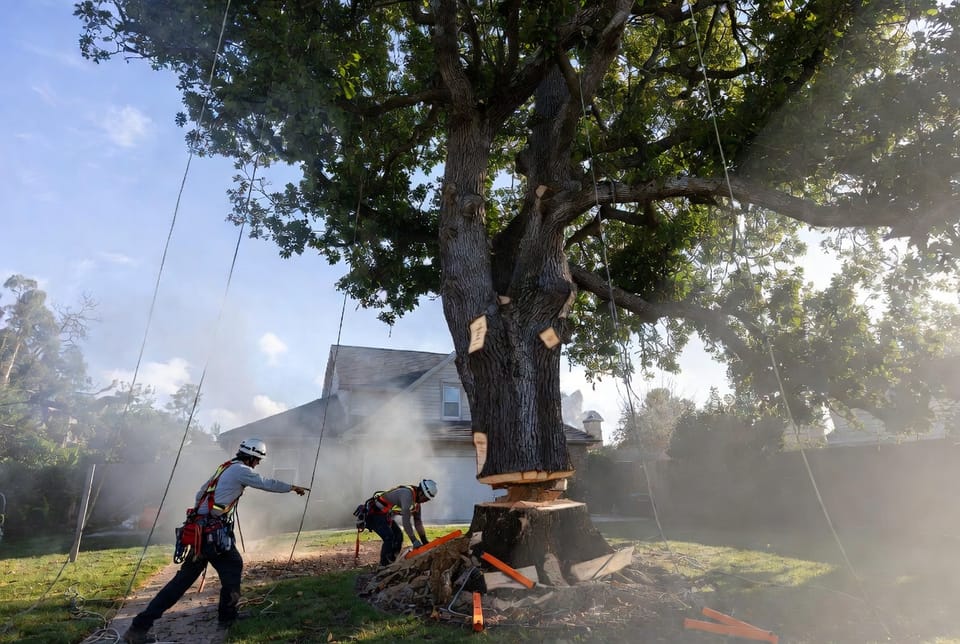 The Tree Fall Direction: How Arborists Plan the Drop Zone
