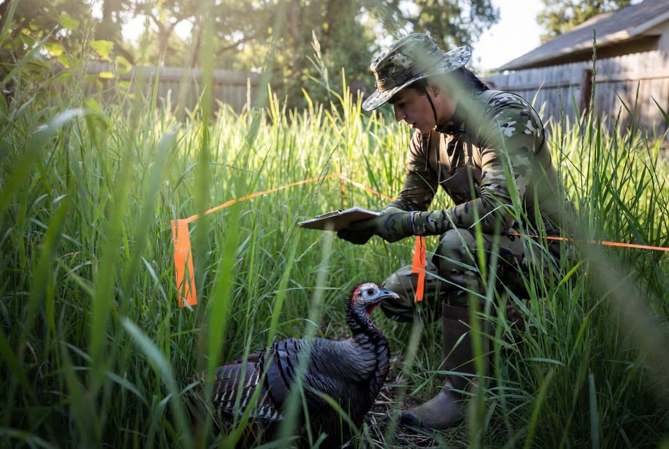 The Wild Turkey Hen: Nesting and Protection on Your Property